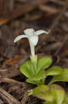 Innocence <BR>Roundleaf bluet